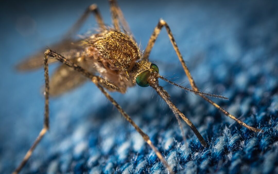 ملیریا: ایک ایسا مرض جس سے بچنا ممکن بھی ہے اور آسان بھی