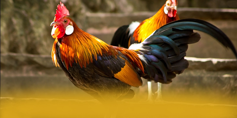 BL555 - Kết luận tổng thể về nền tảng này từ trải nghiệm thực tế.