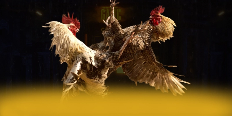 SIN88 - Nhà cái được cấp phép đáng tin cậy nhất SIN88 - Nhà cái được cấp phép đáng tin cậy nhất